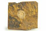 Fossil Winged Walnut (Cyclocarya) Fruit - North Dakota #276438-1